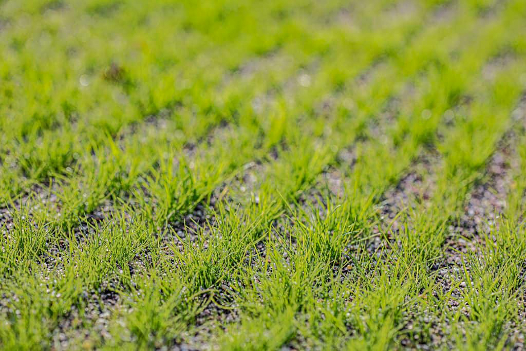 goeldi-ag-gartenbau-sportplatzbau-referenzen-heerenschuerli-zuerich (6)