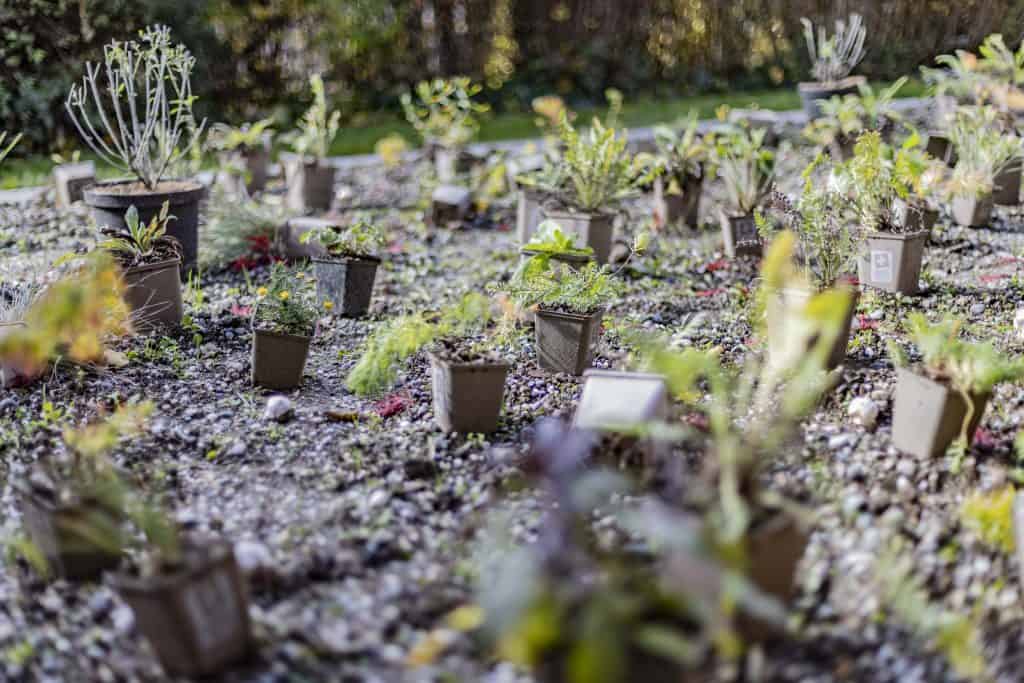 Viele Setzlinge in einem Garten ausgelegt