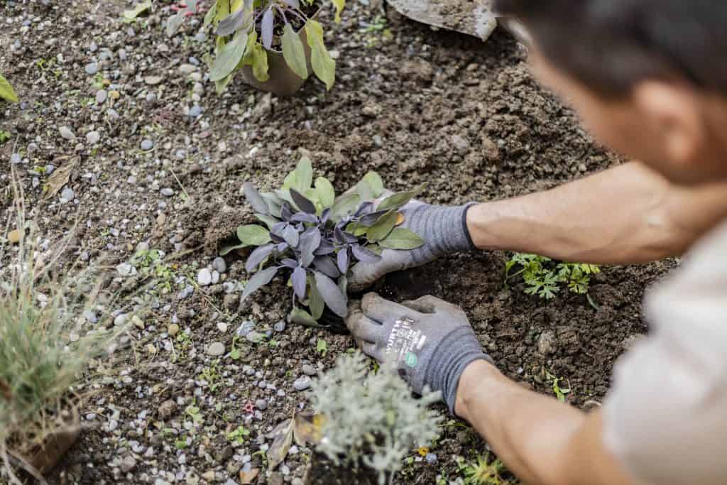 Ein Göldi Gärtner setzt neue jungpflanzen