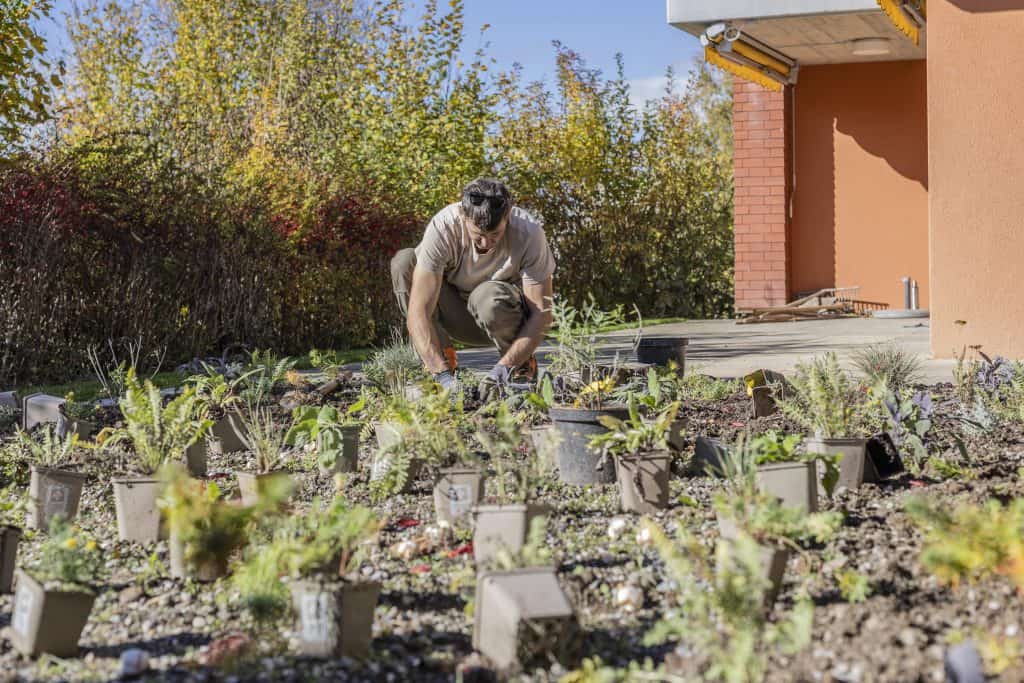 Göldi Gärtner sortiert Setzlinge