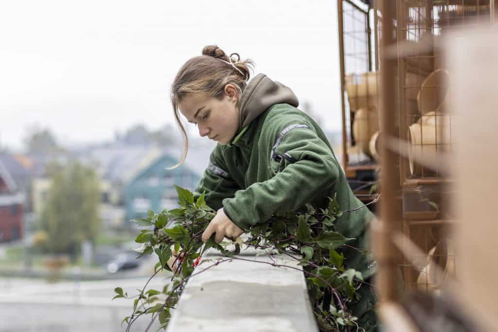 Gärtnerin pflegt Reben