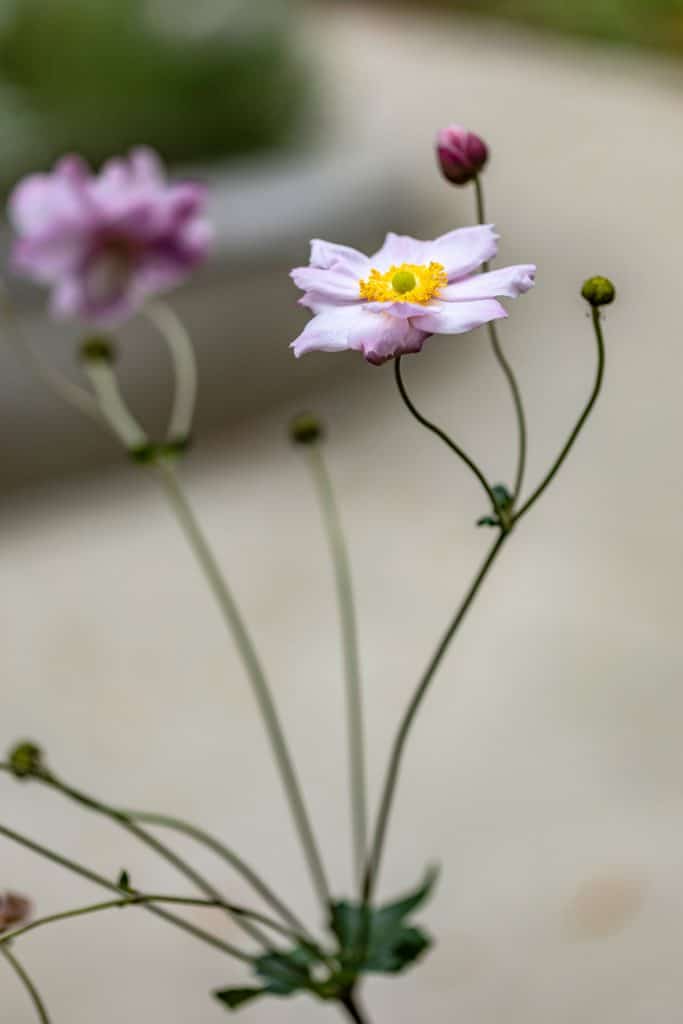 Herbst Anemone im Therapiegarten gebaut von der Göldi AG